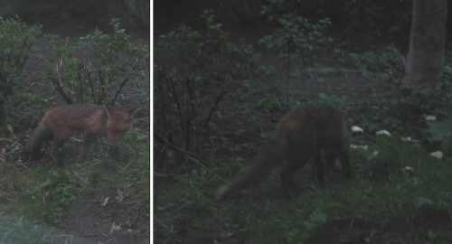 Fox!