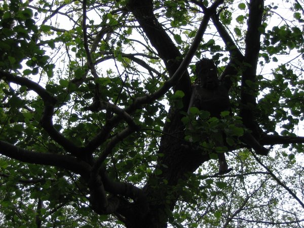 Thing in tree number 1