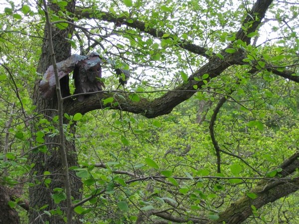 Thing in tree number 2
