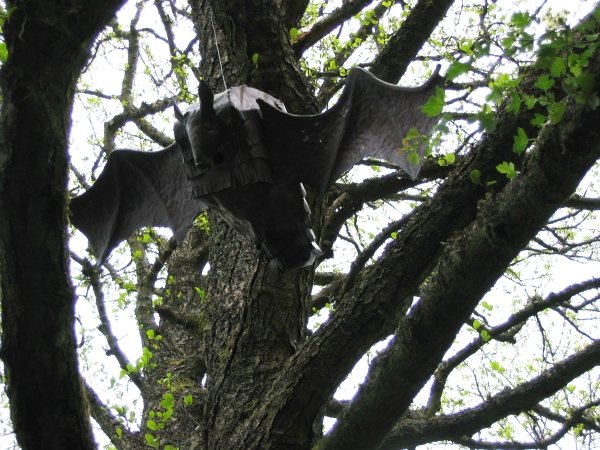 Thing in tree number 4